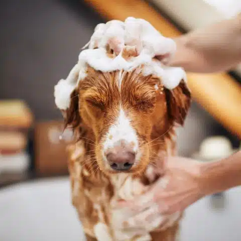 Dog enjoying a gentle bath at Canine Cardio