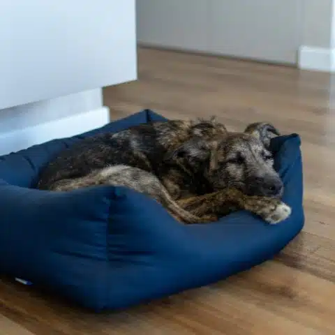A brindle dog curled up and sleeping comfortably in a dog bed