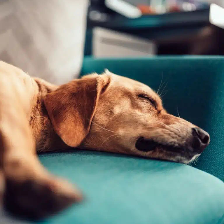 Dog resting comfortably during an overnight stay at Canine Cardio