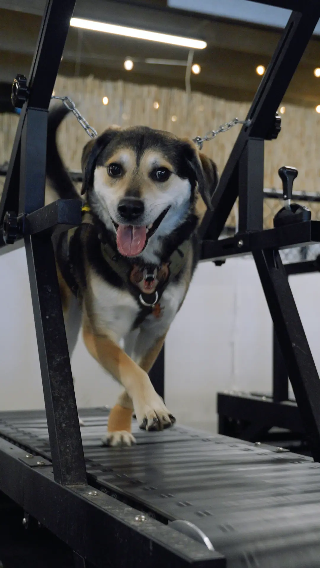 A dog running on a Canine Cardio treadmill
