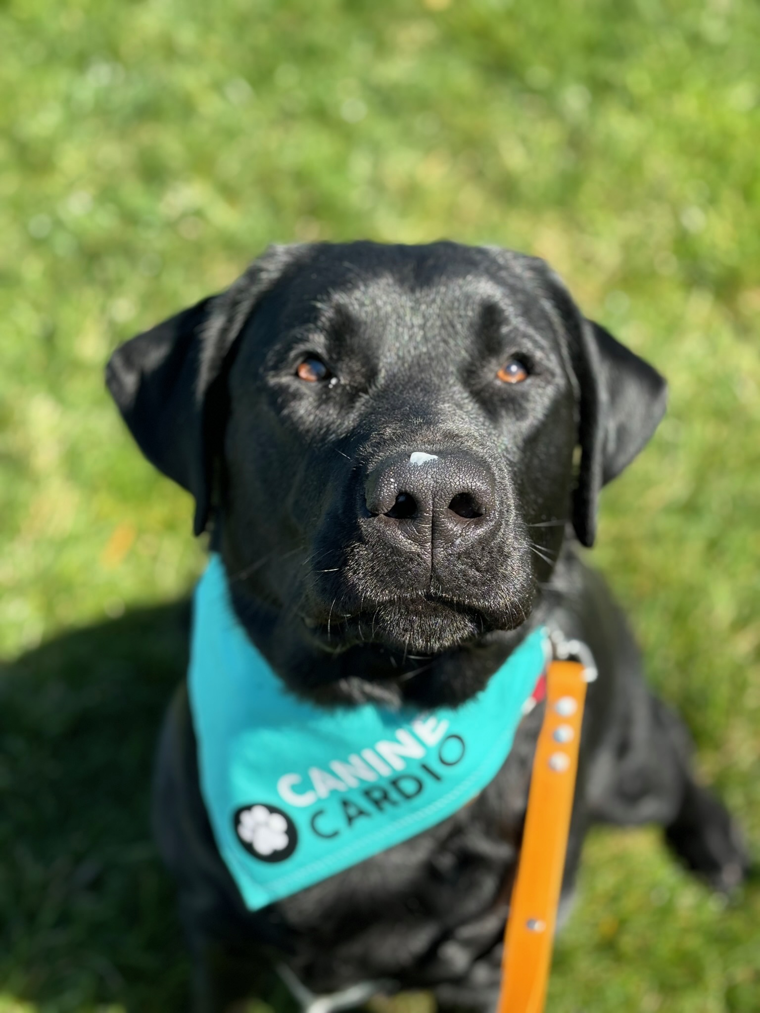 A black Labrador wearing a teal Canine Cardio bandana, sitting in the grass