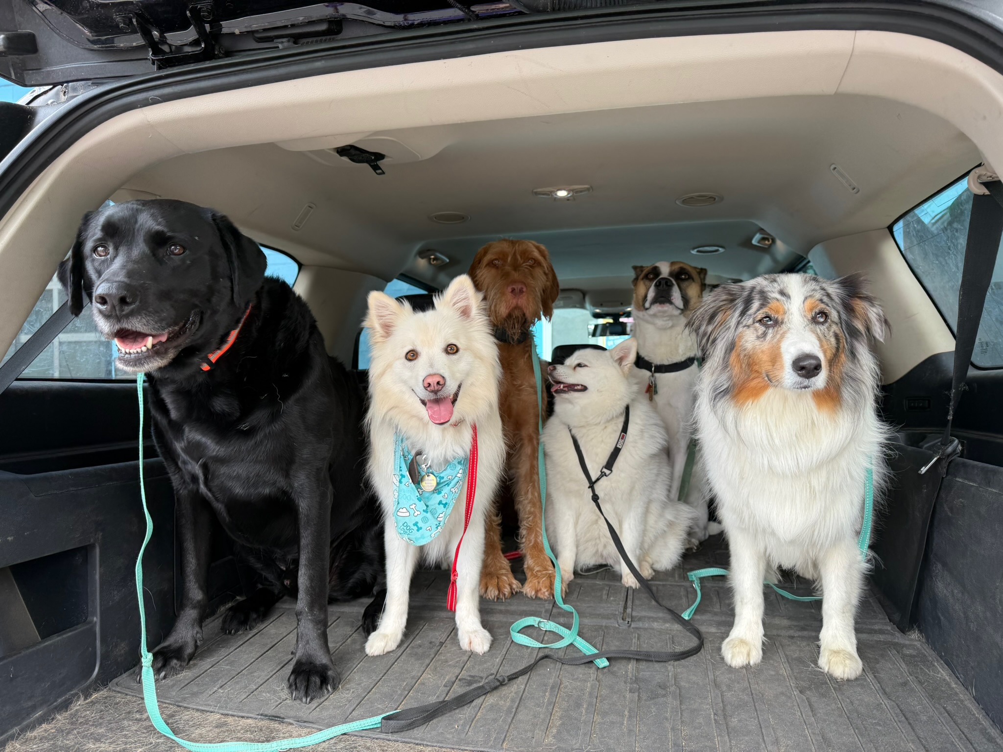cc dog bus transport