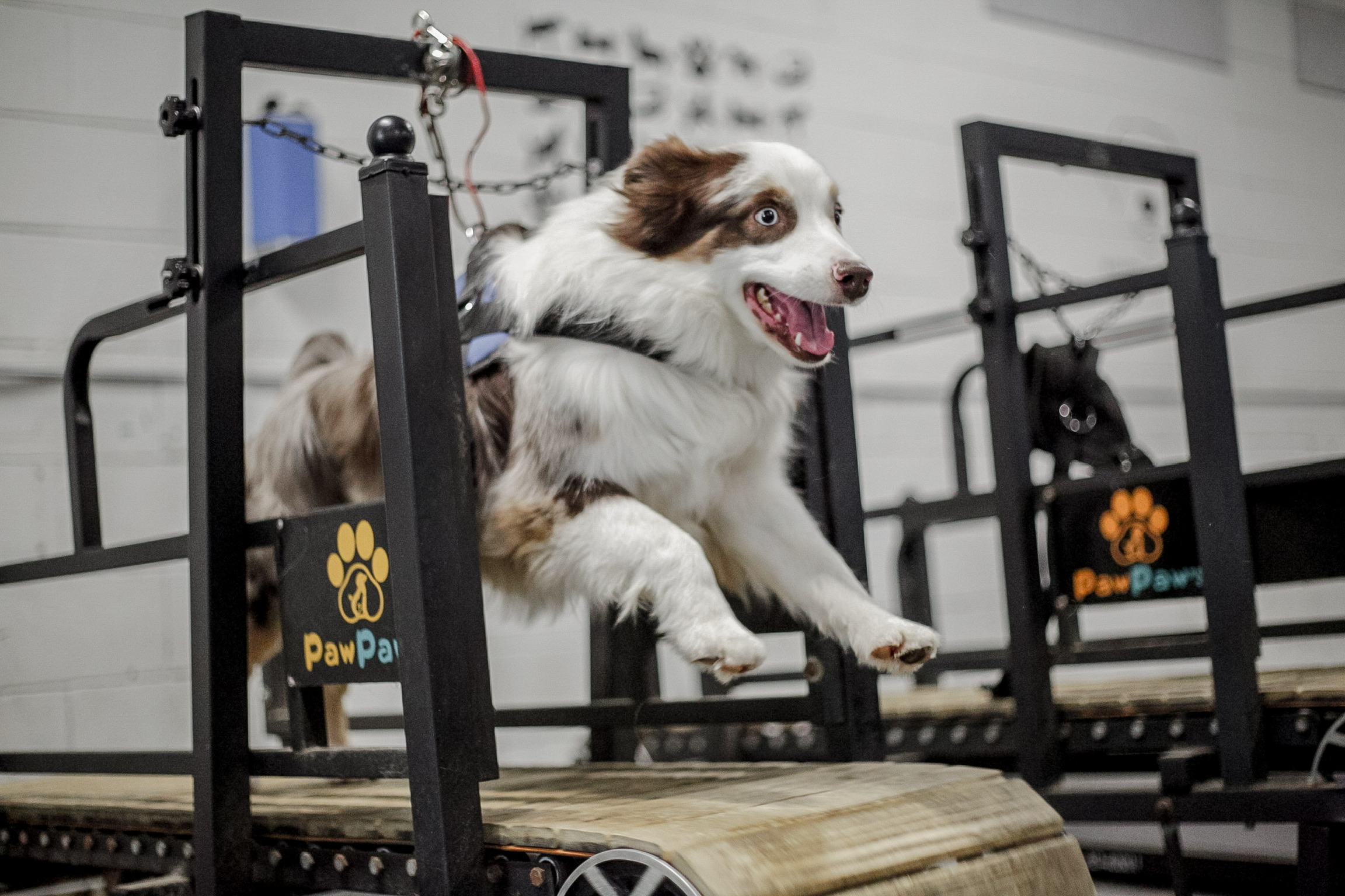 An Australian Shepherd running on a canine treadmill in the Canine Cardio dog gym