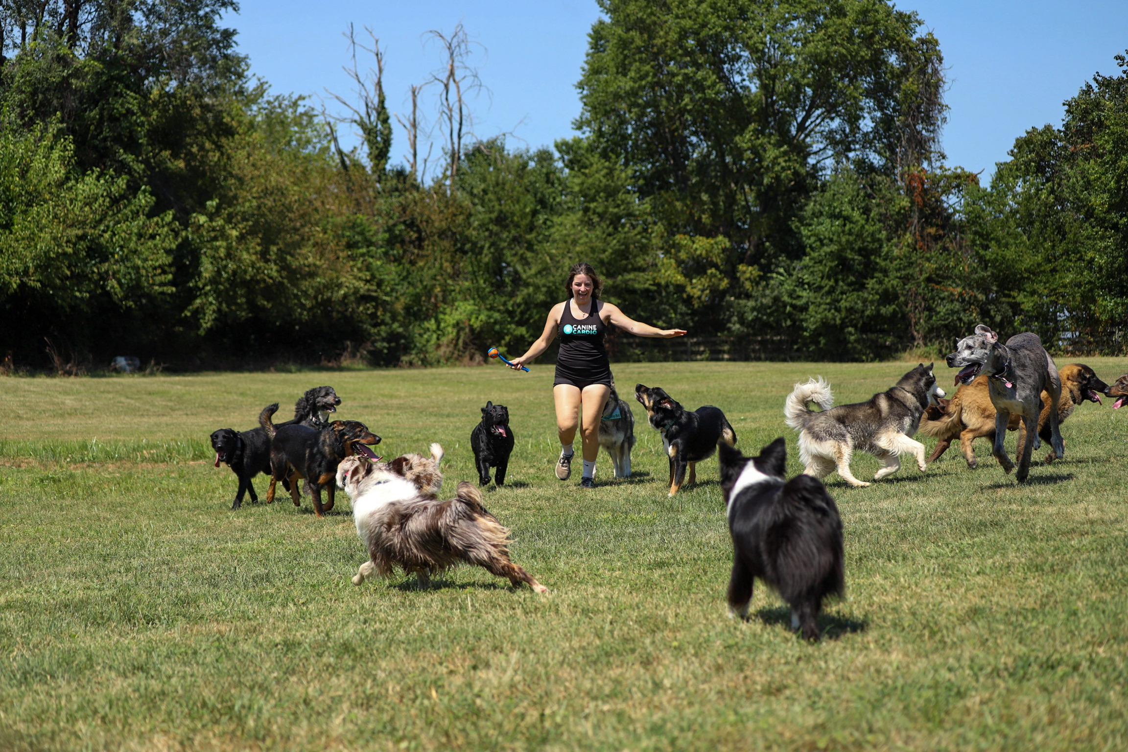 A Canine Cardio handler running in a grassy field with a large pack of dogs