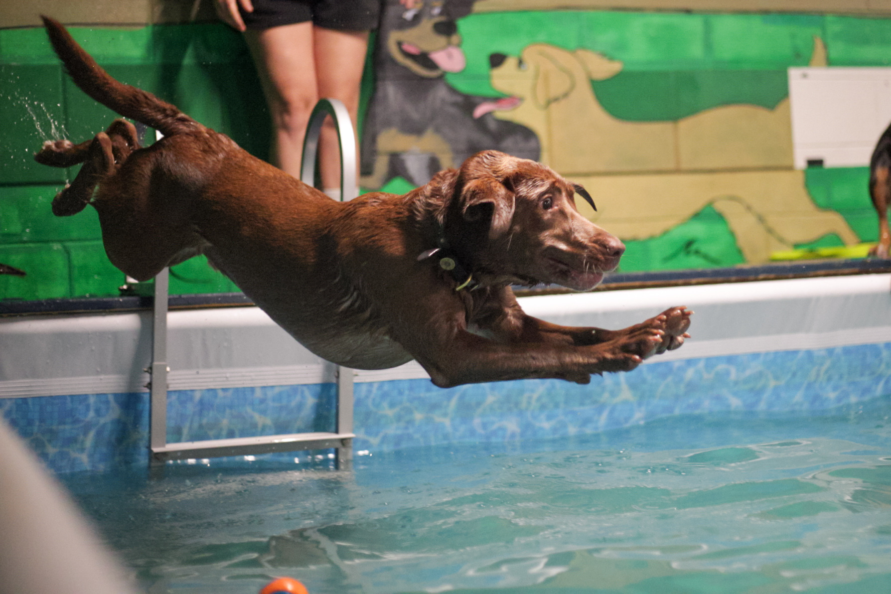 A chocolate Labrador diving off the deck into the indoor swimming pool