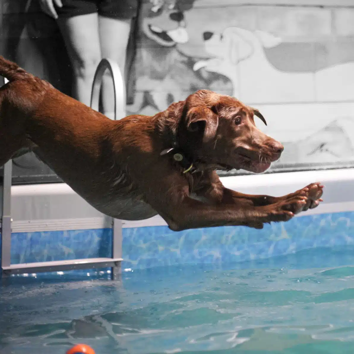 A chocolate Labrador diving into the Canine Cardio pool during a swim session