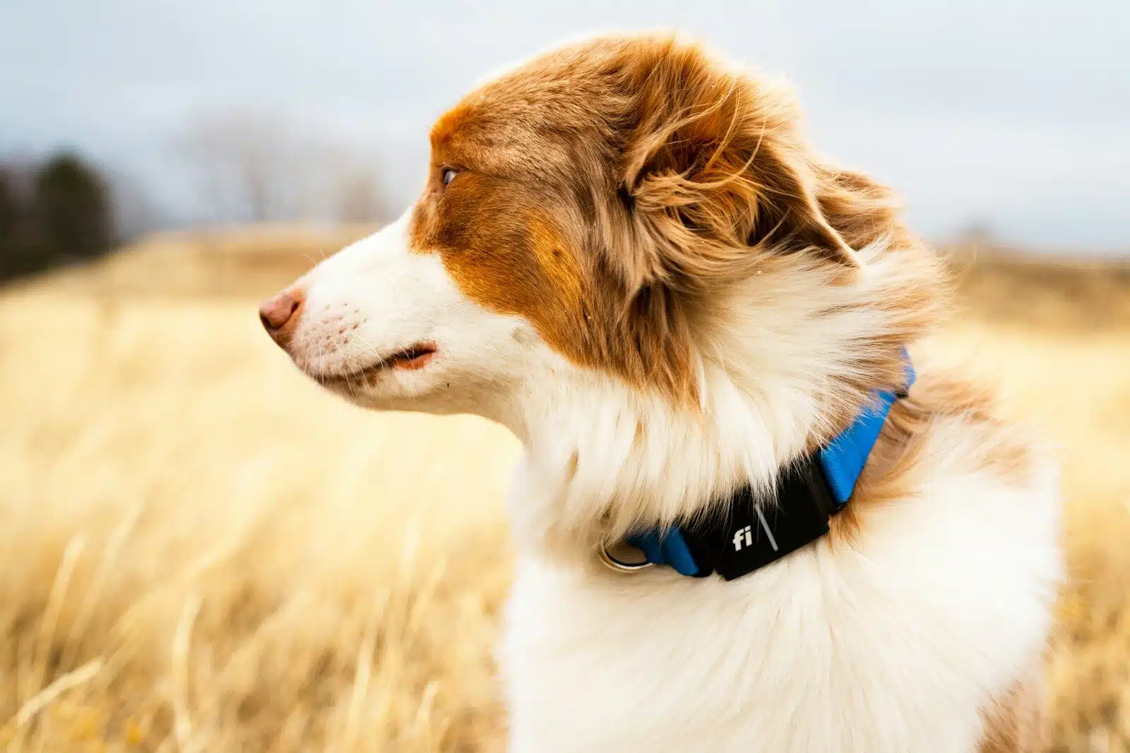 Dog wearing a Fi smart collar in a field