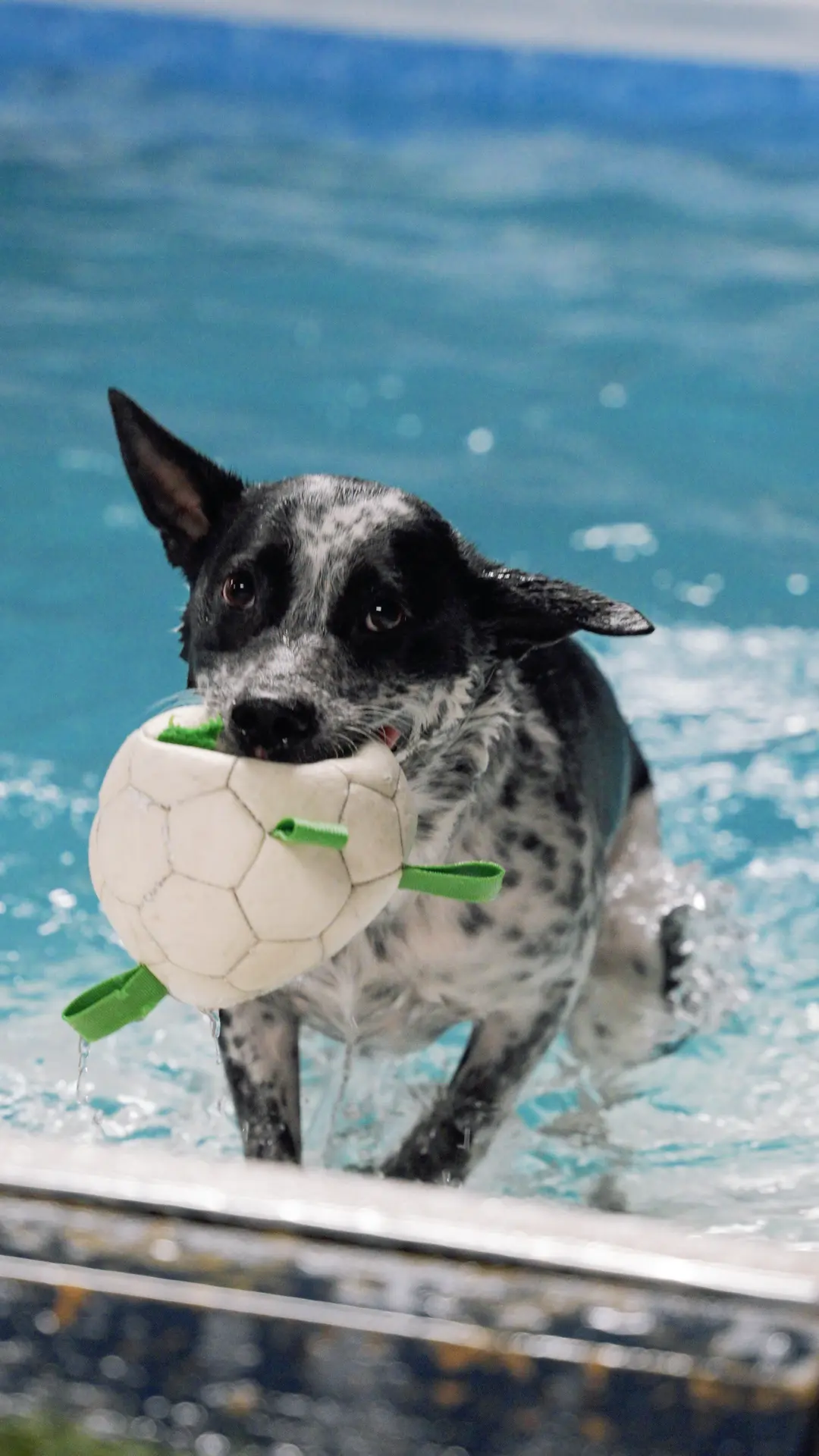 A dog in the Canine Cardio indoor pool with a toy