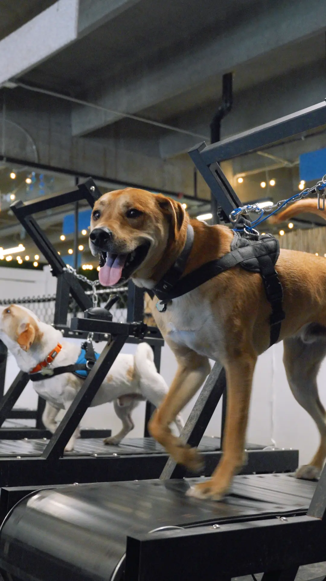 Two dogs running on Canine Cardio treadmills