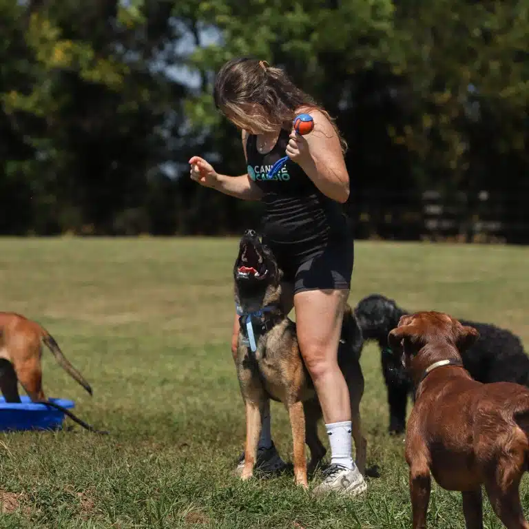 Australian shepherd working around people at a Snouts & Stouts private event