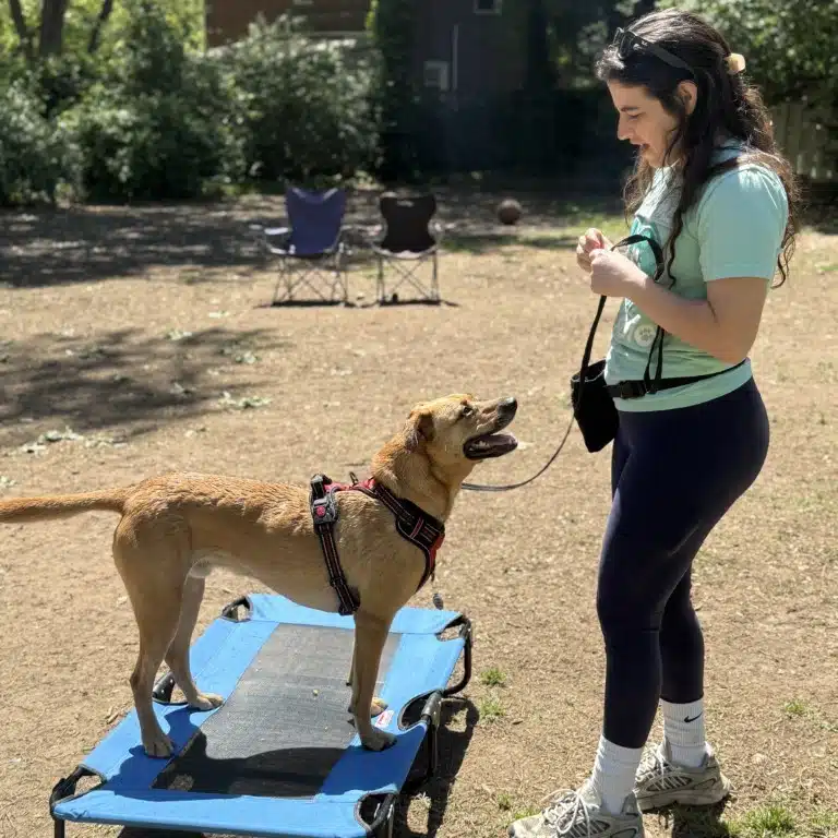 Trainer guiding a dog during a Canine Cardio training session