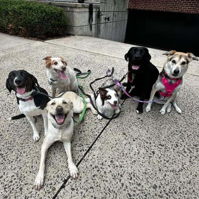 walk pack