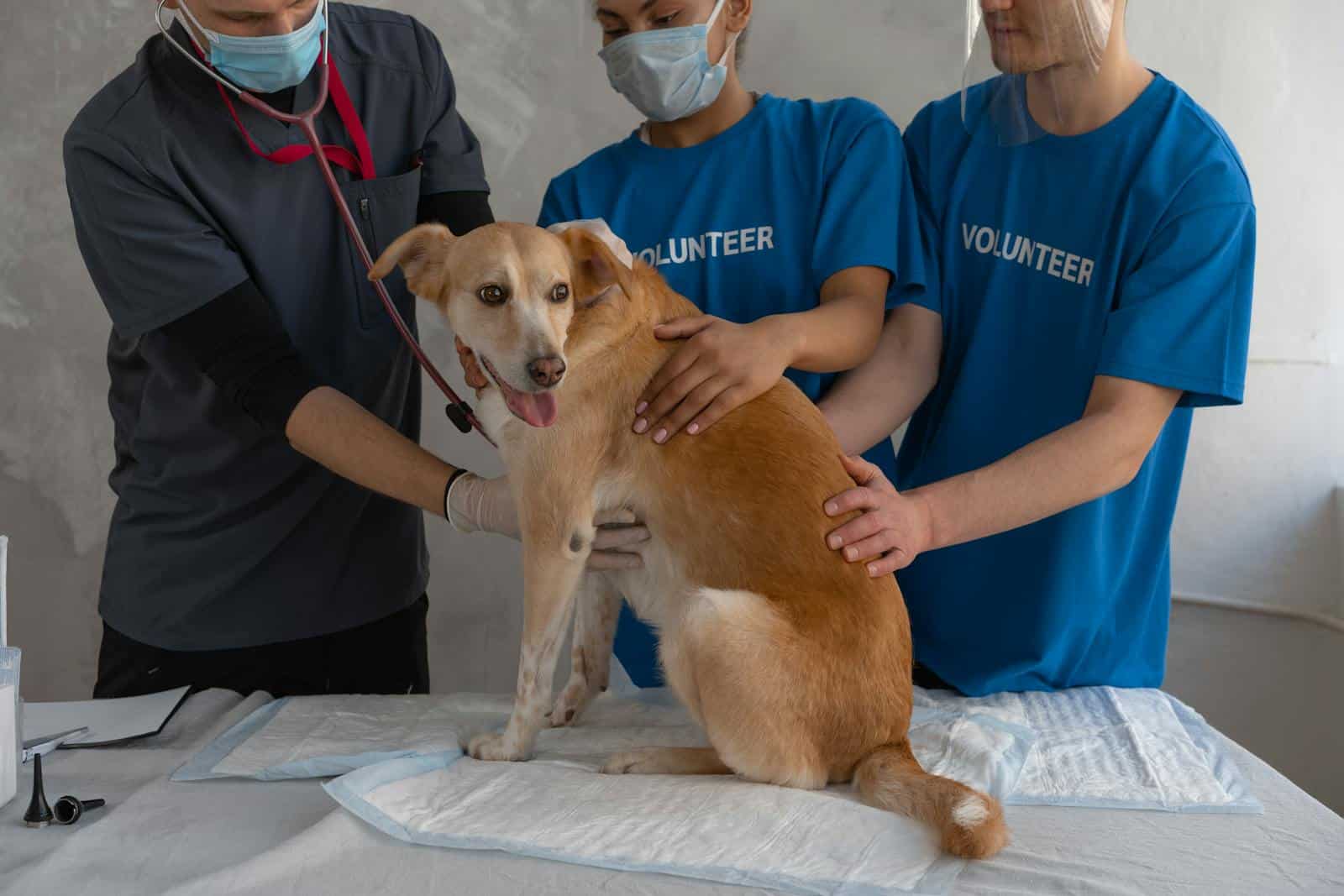 Veterinarian and volunteers caring for a dog during a check-up at a clinic.