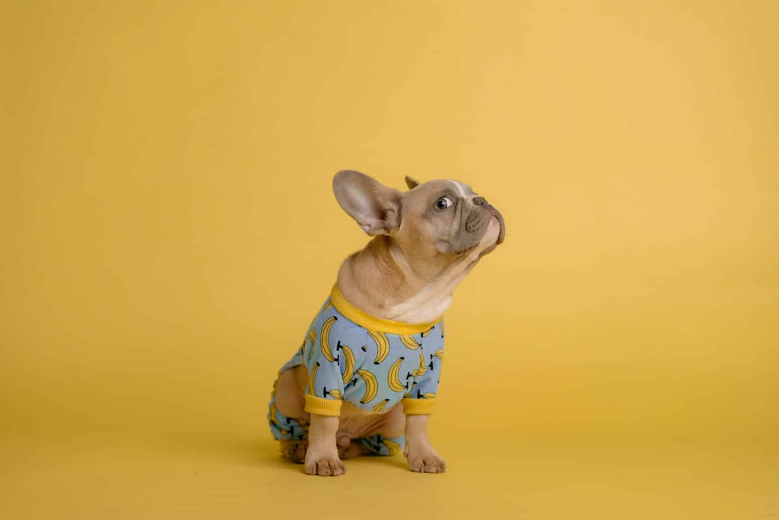 dog side eye