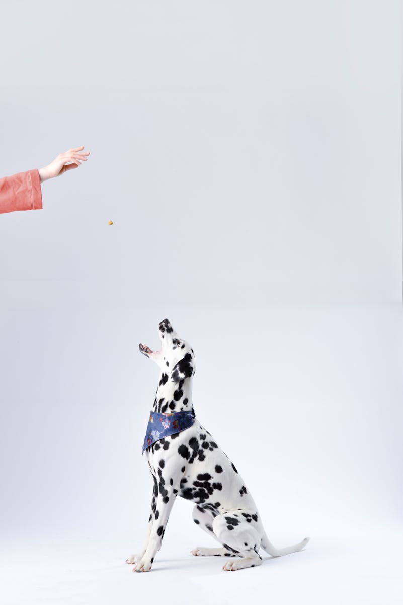 can dogs eat pineapple