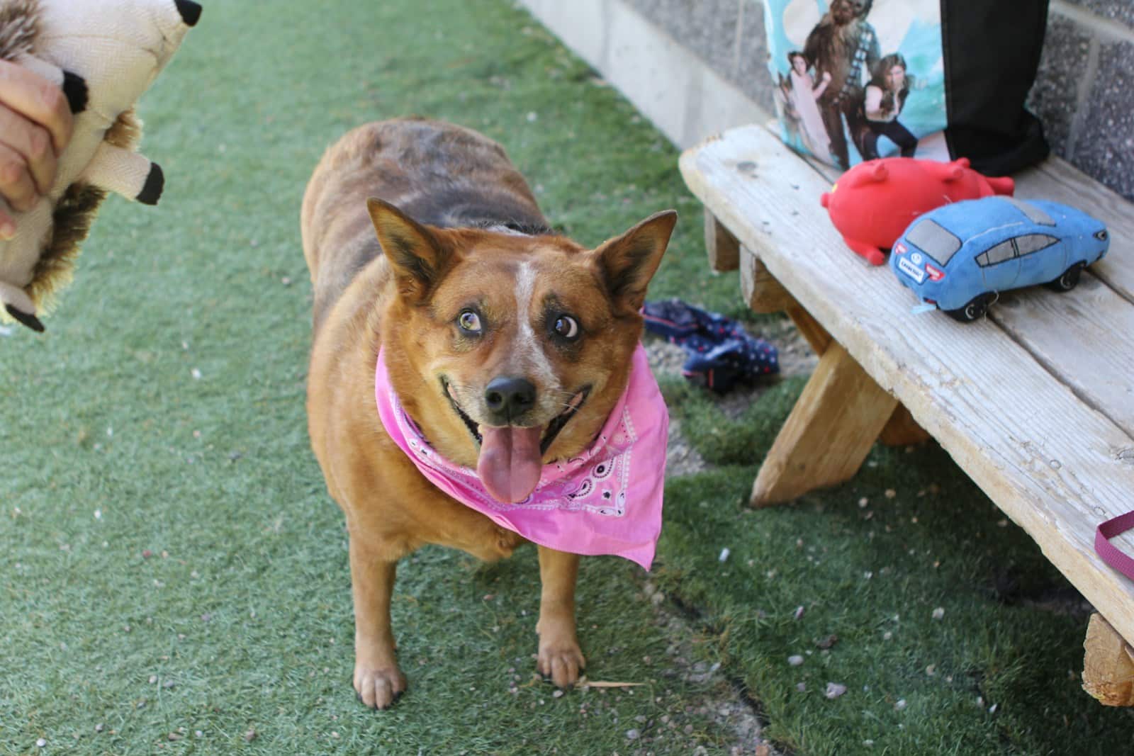 a dog wearing a pink bandana standing next to a bench