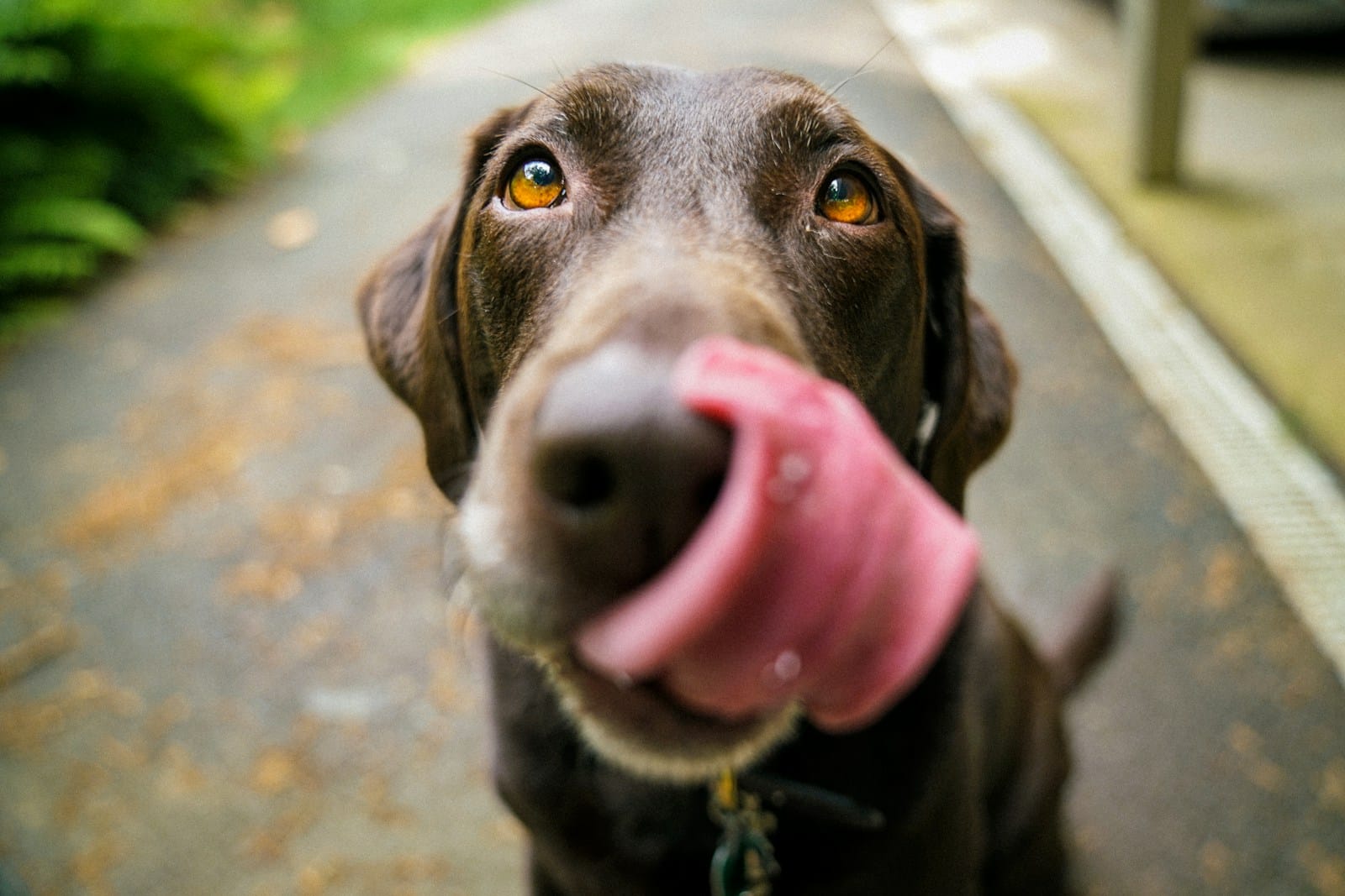 adult chocolate Labrador retriever (Dog Day Care Near Alexandria), VA | Why Local Pet Parents Choose Canine Cardio