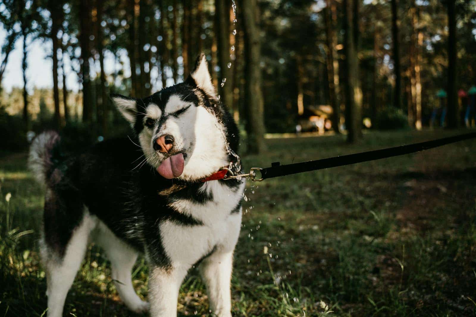 Siberian Husky on a leash in a forest, playfully shaking off water on a sunny day.