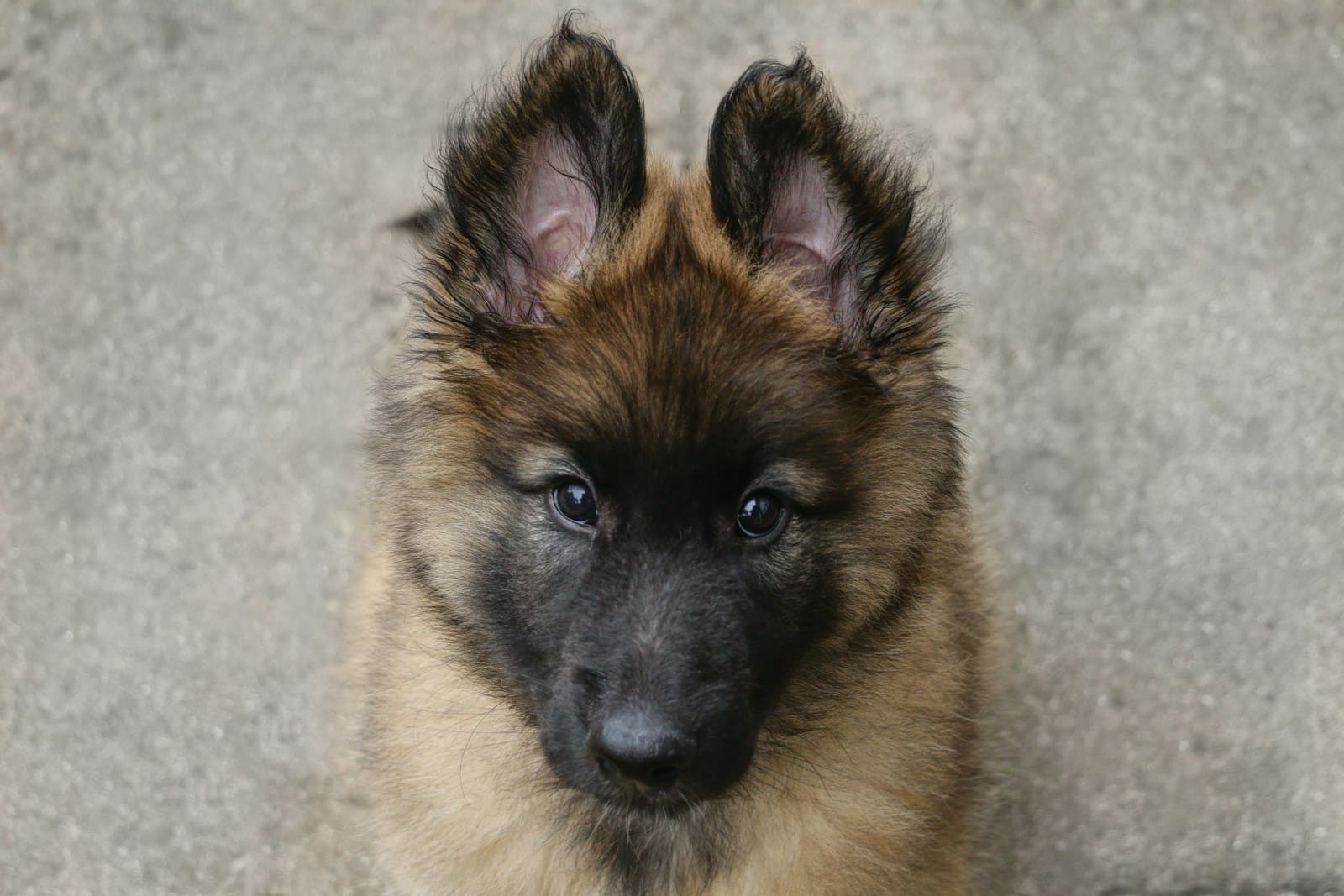 When Do Dogs Stop Growing? Understanding Your Dog’s Growth Timeline