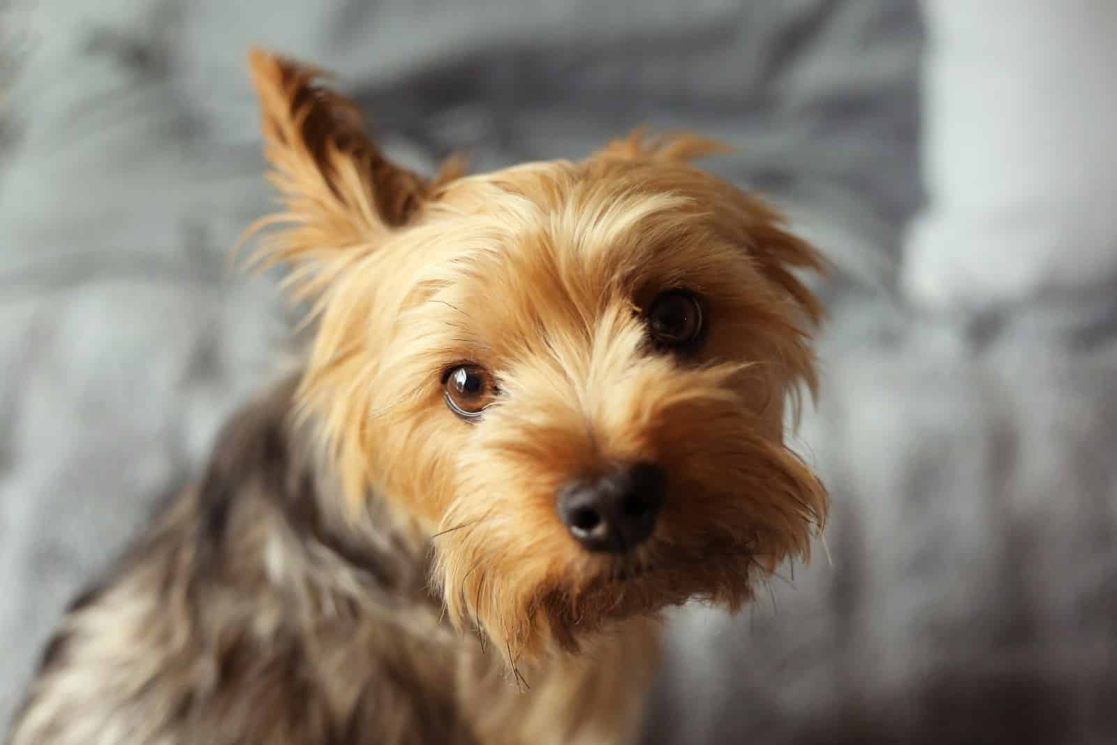 how does a dog get ringworm
