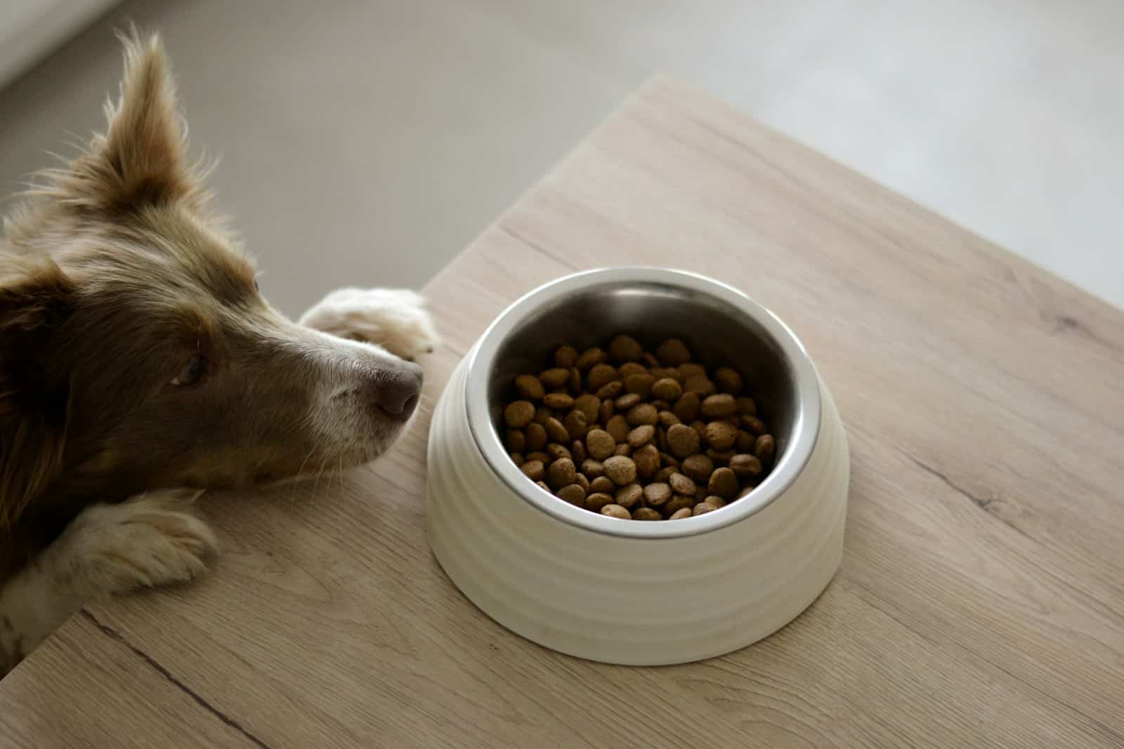 why is my dog not eating his food