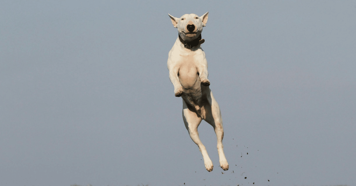 Agility Training for Dogs in Arlington: Transforming Energy Into Confidence Through Movement