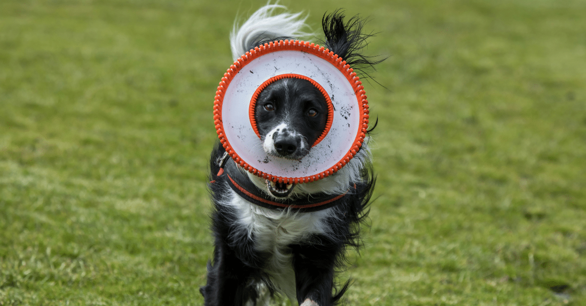 enrichment activities for dogs