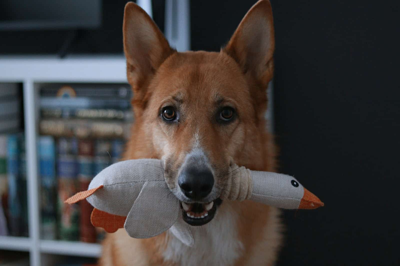 A dog holds a stuffed goose toy in its mouth.