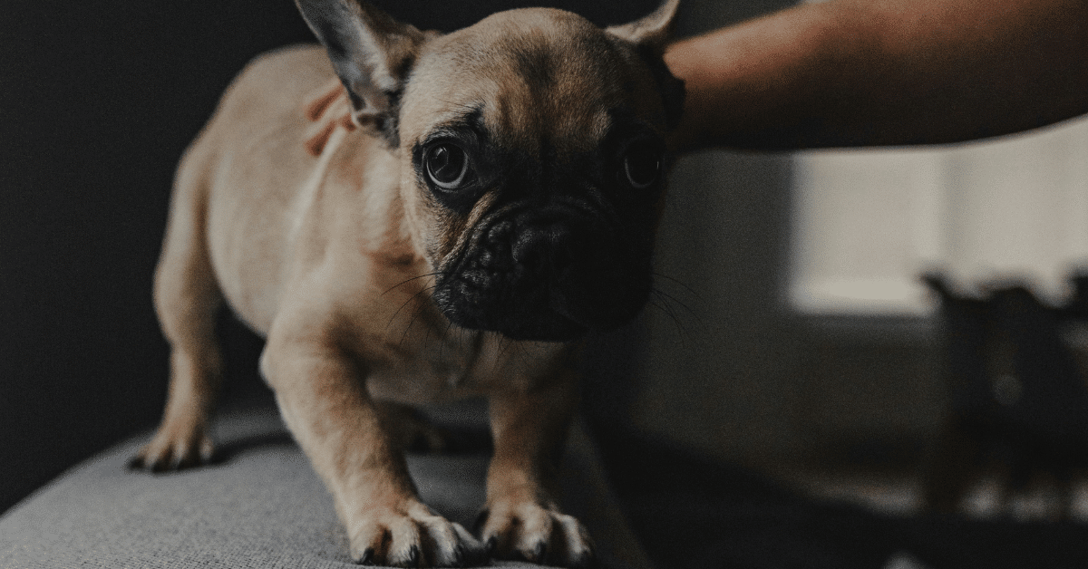 scared dog