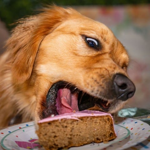 Golden retriever enjoying a birthday cake at a private event
