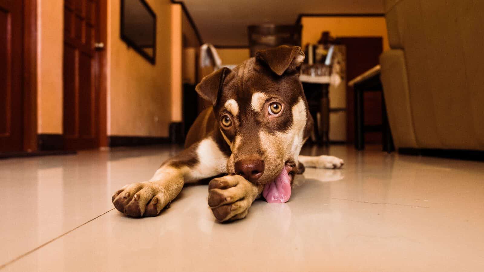 Close-up of a cute brown puppy licking its paw while lying indoors.