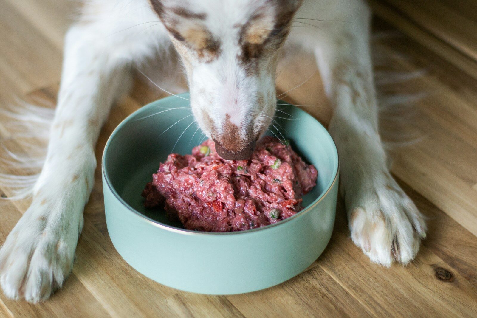 Dog happily eats raw food from a bowl.