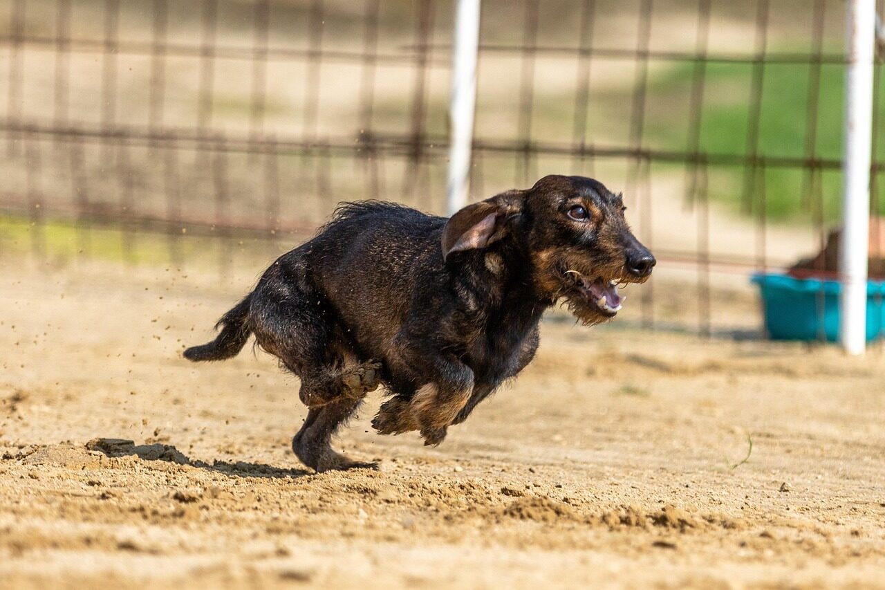 dog race, dog racing, dog running, dog, runs, running, running dog, racing, daschund, animal, race, nature, sport, pet photography, pet, hundesport, race course, race track