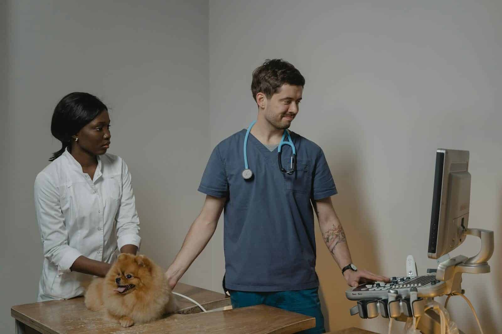 Veterinarian performs ultrasound check-up on dog with veterinary assistant present.