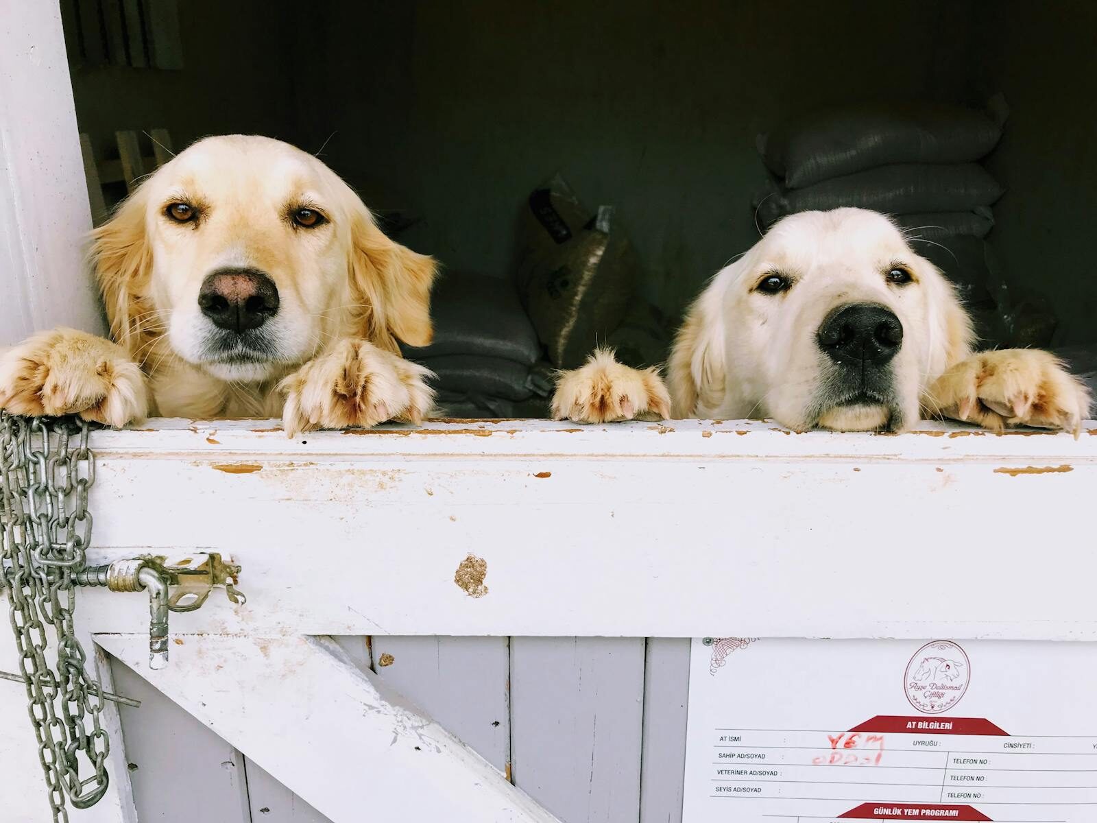 Two golden retrievers peeking over a wooden gate, showcasing their playful expressions in a stable setting.