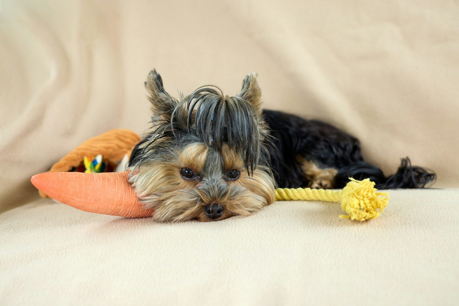 A tired yorkshire terrier puppy rests with toys.