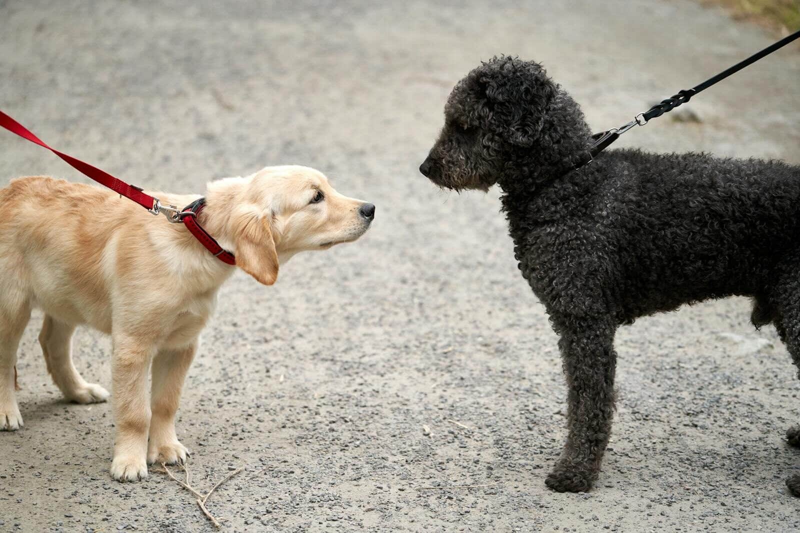 Golden retriever puppy and Spanish water dog face-off on a walk.