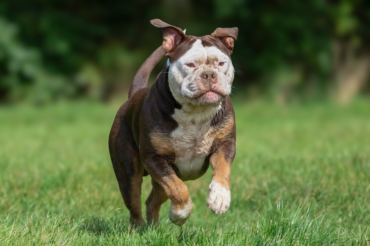 animal, bulldog, pet, dog, nature, canine, mammal, play, grass