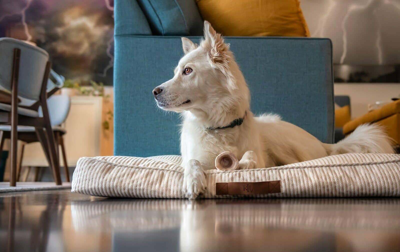 a white dog laying on a pillow on the floor