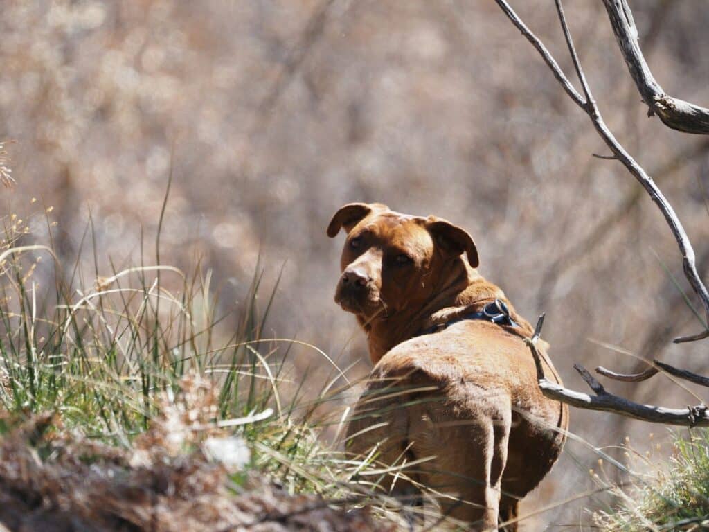 a brown dog standing on top of a grass covered hillside