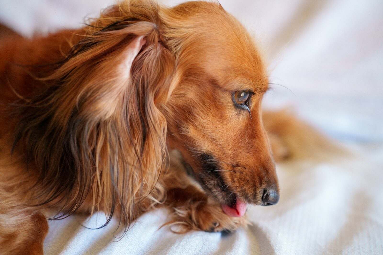 a dog lying on a blanket