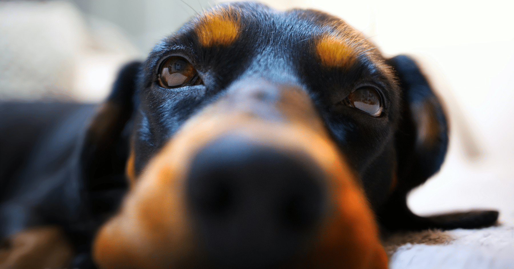 dog acupuncture
