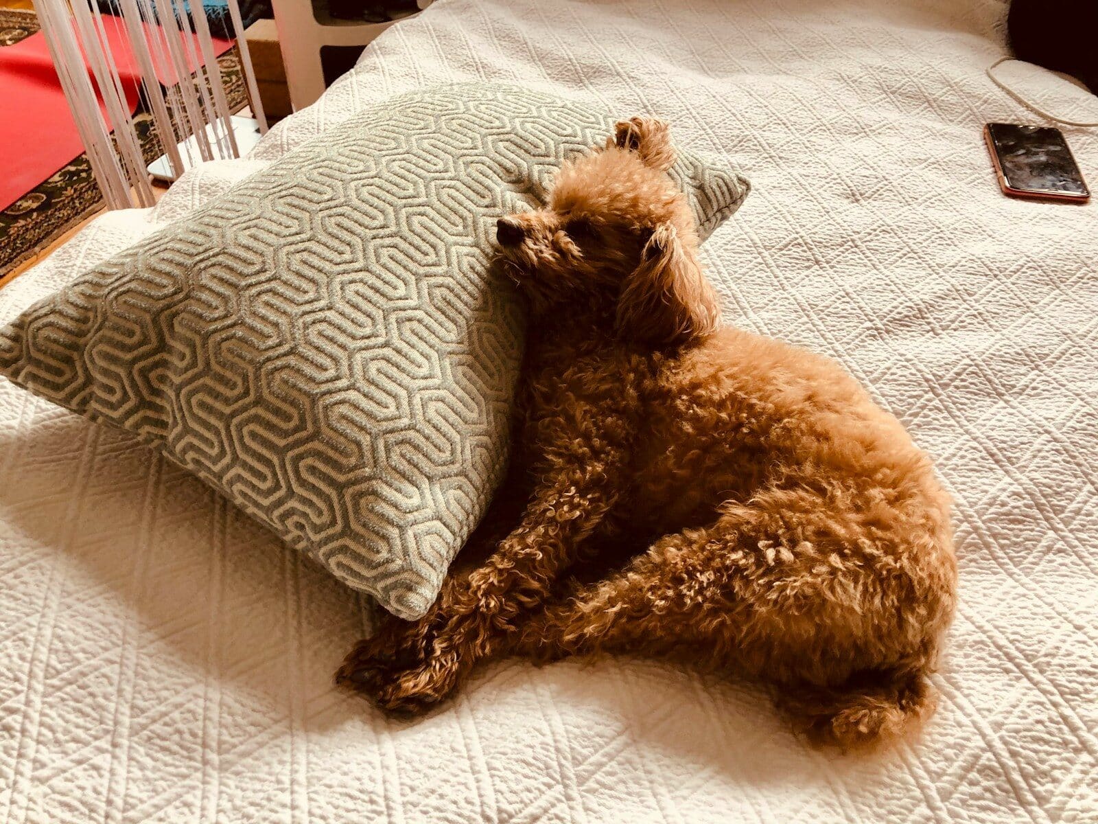 brown long coated small dog on white and gray striped textile