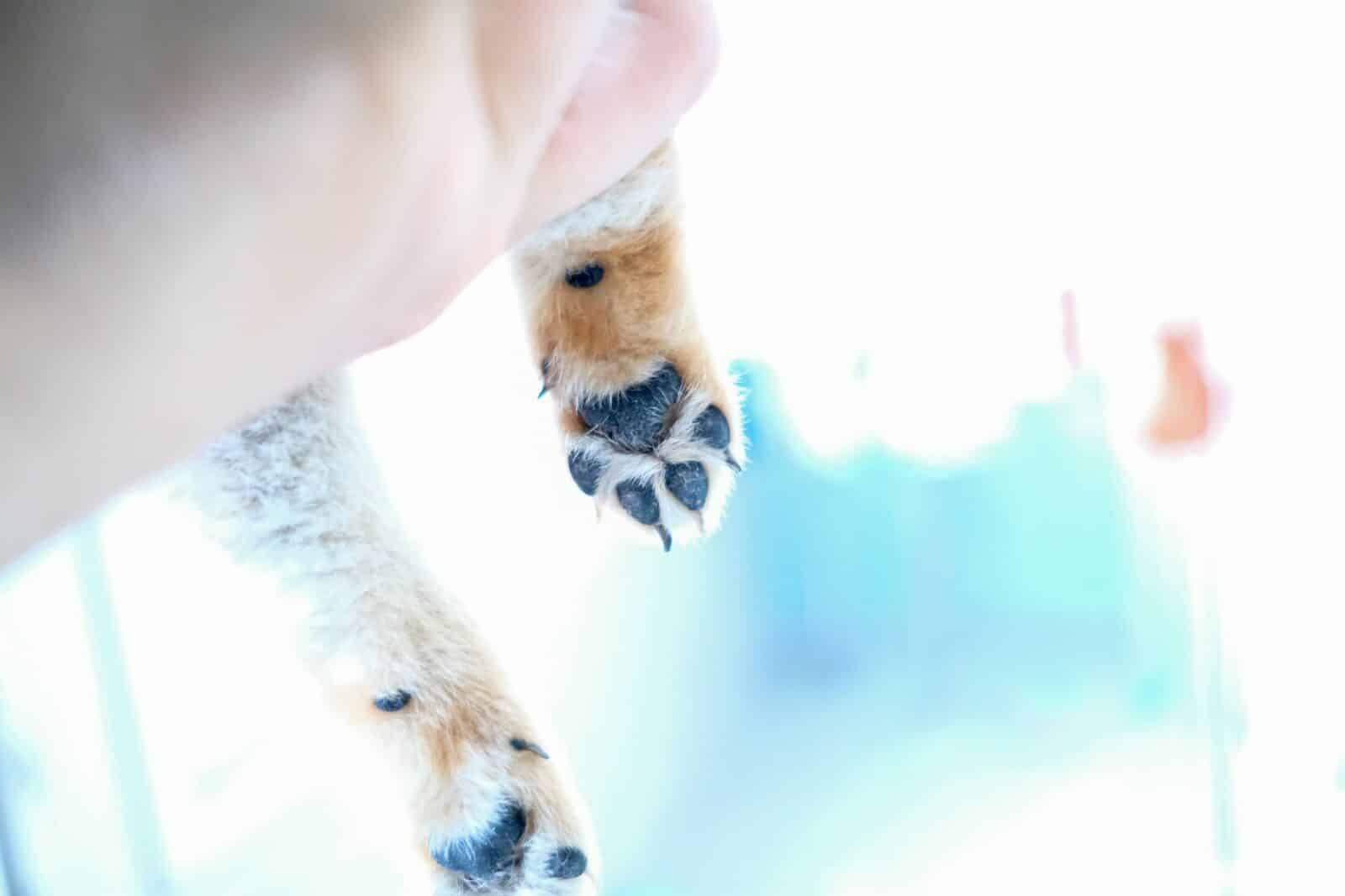 person holding brown animal