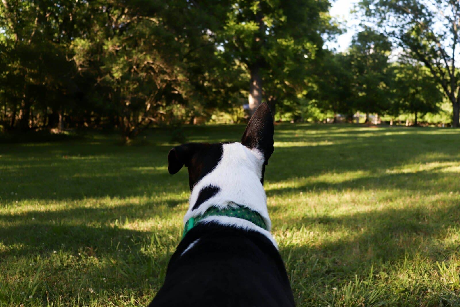 Dog looking up at something outdoors.