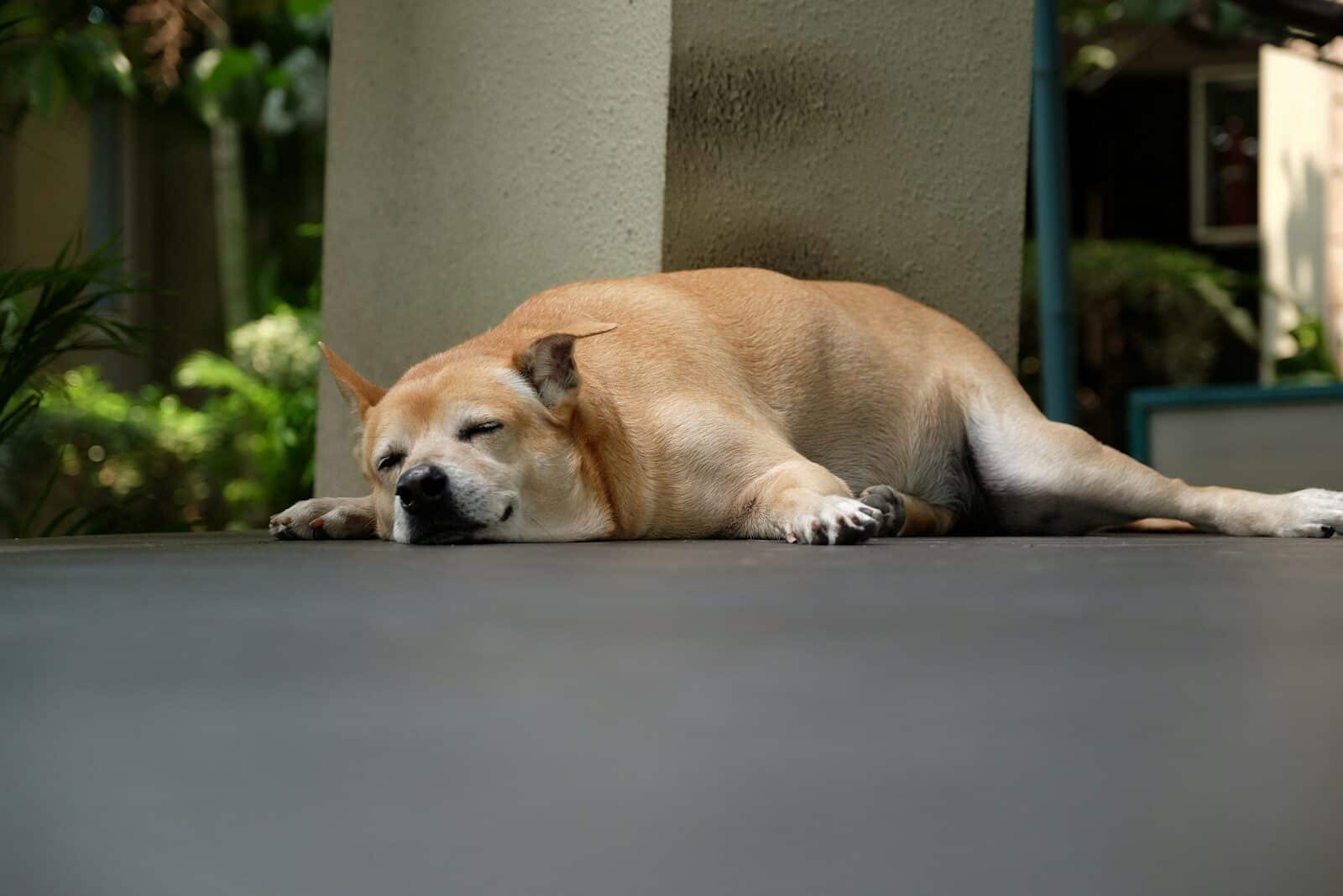 brown short coated dog lying on gray concrete floor