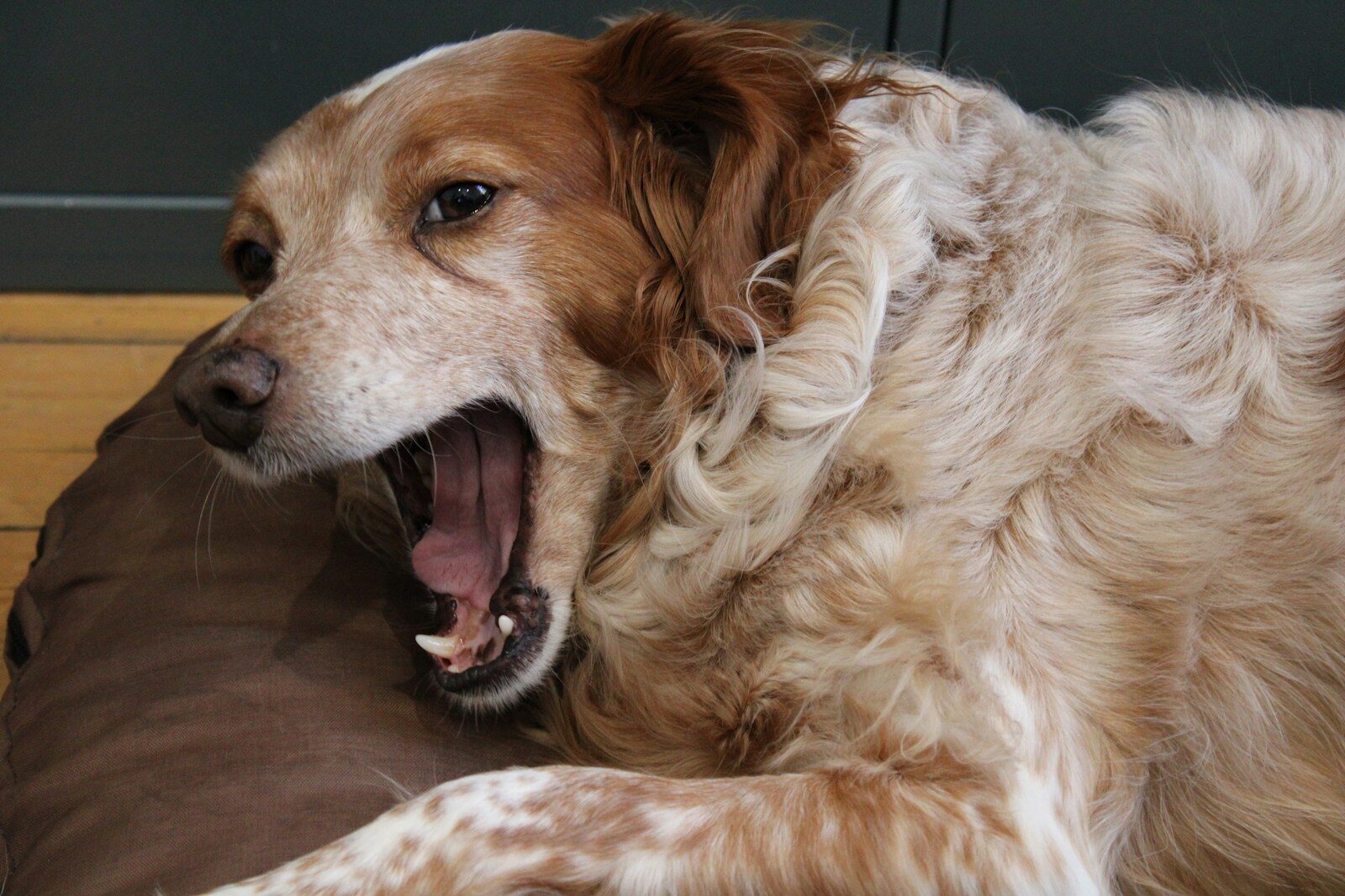 a dog yawns while laying on a pillow