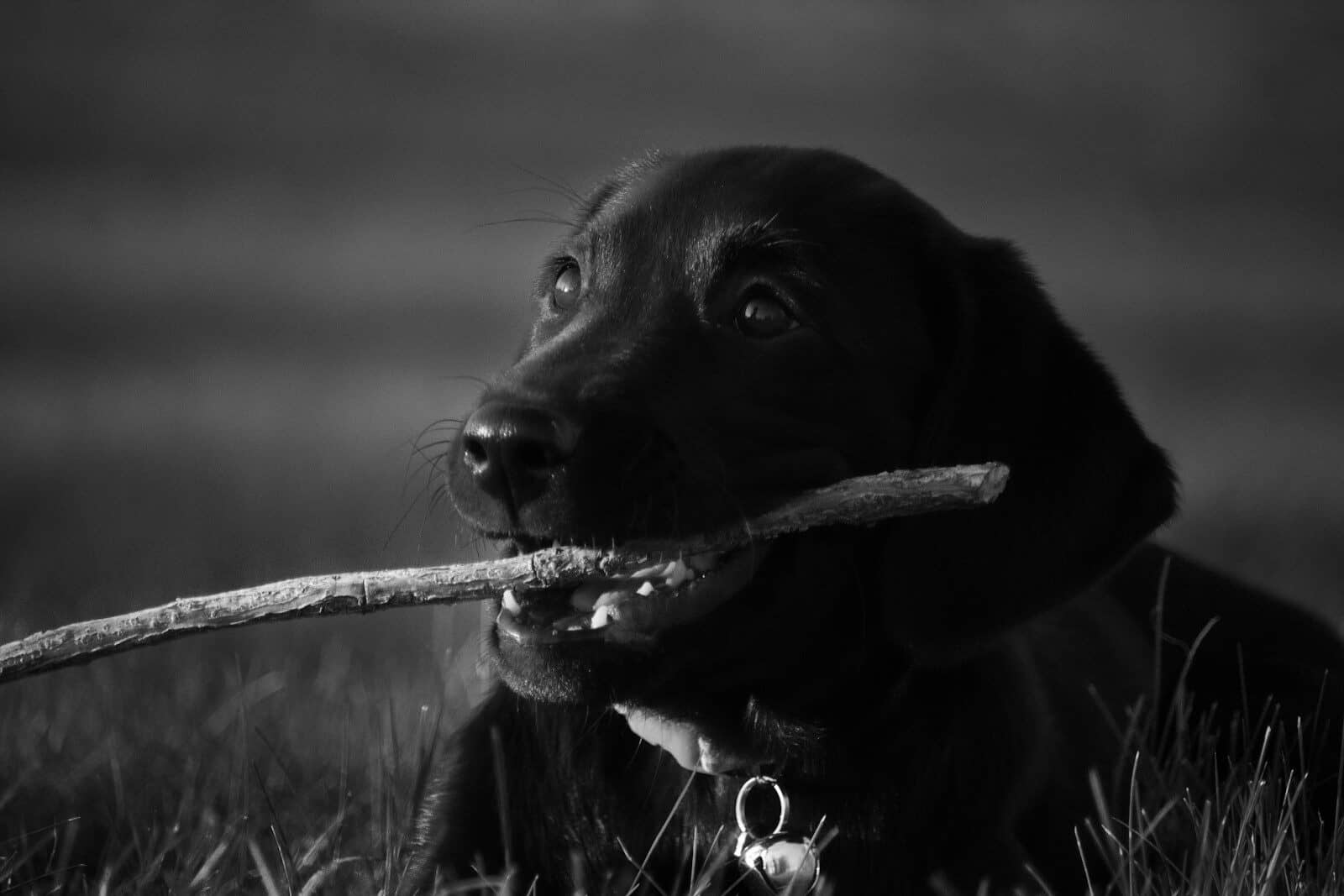 a dog with a stick in its mouth