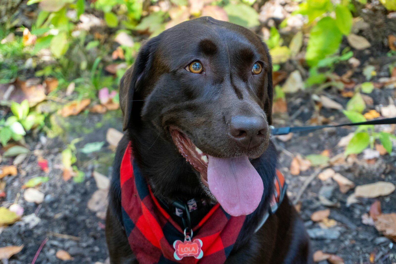 a dog with its tongue out