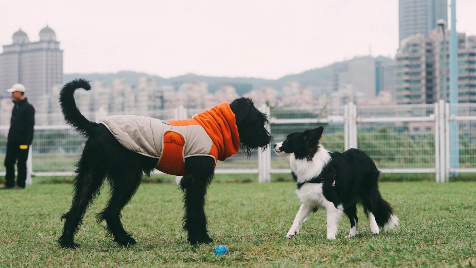 A black and white dog and a black and white cat